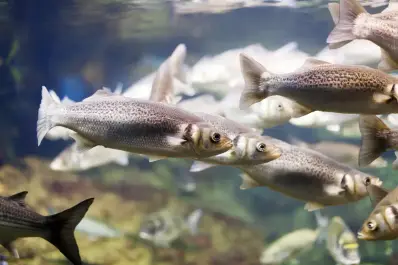 image / Restauration de la biodiversité des cours d'eau