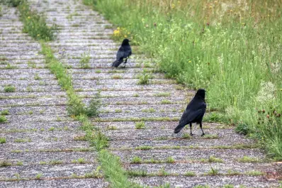 image / Revêtements perméables