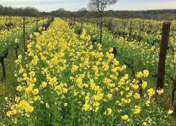 image / Couvert végétal